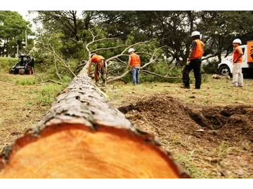 Tree felling services